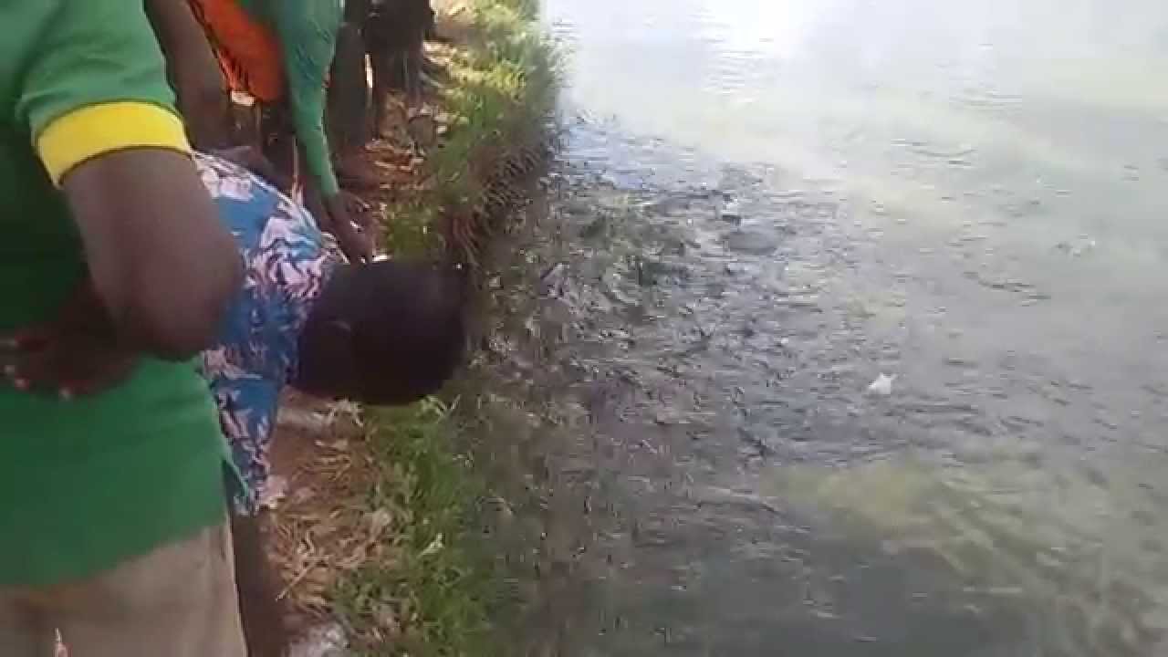 Silures sacr&eacute;s de bongouanou