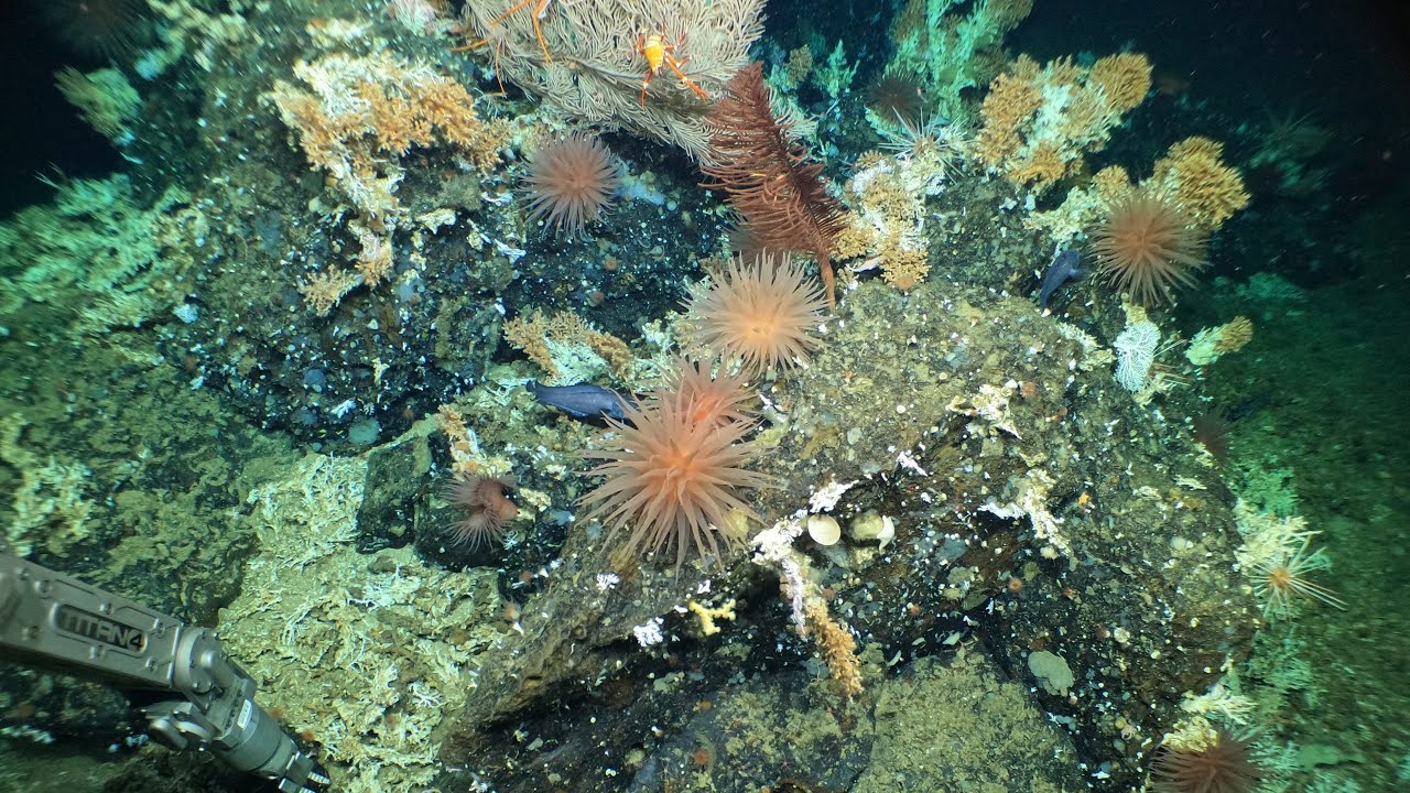 Deep-Sea Coral Reef Discovered in the Galápagos with Alvin!