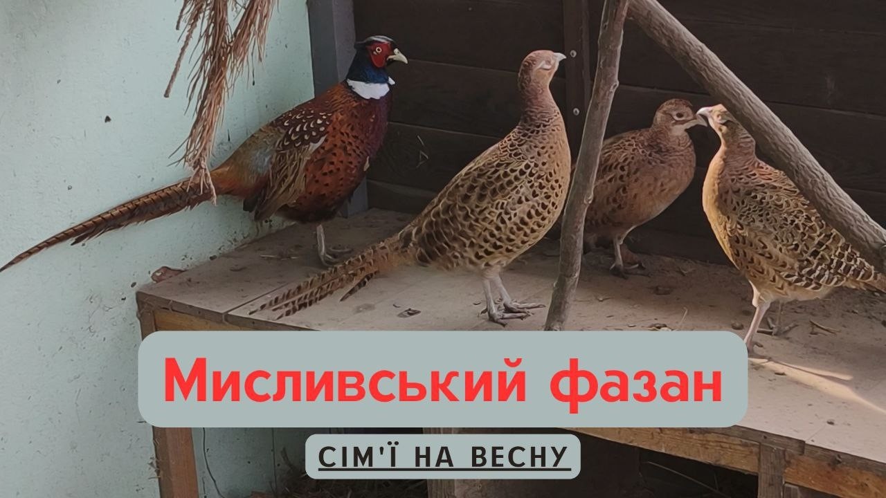 Мисливський фазан, підготовка до весни, нові сім'ї!
