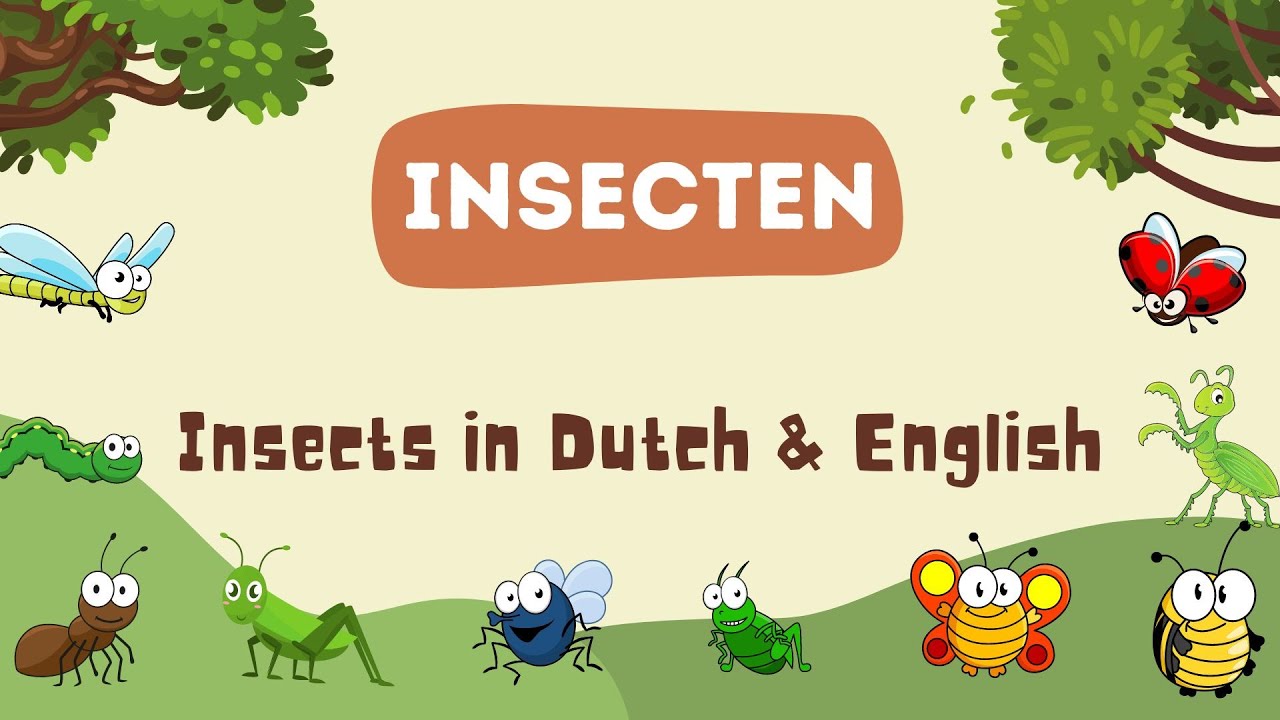 Insecten - Insects in Dutch & English