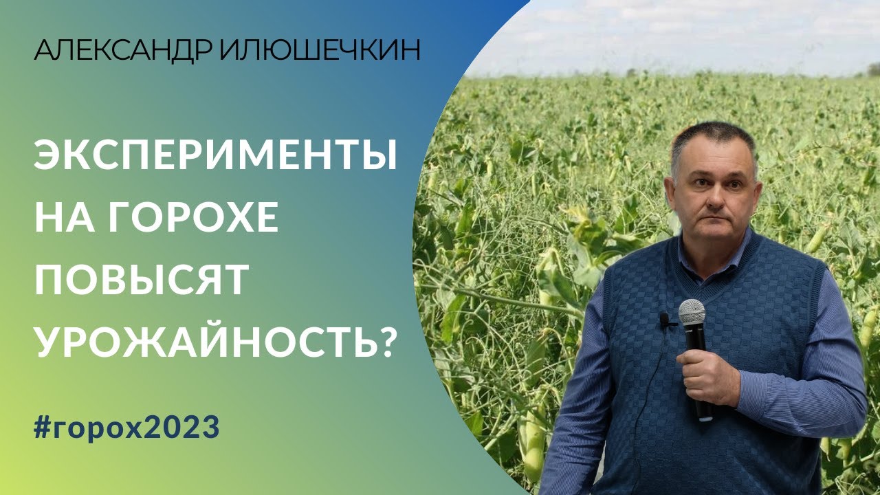 Эксперименты на горохе повысят урожайность? | Агроном о главных ошибках и технологии выращивания