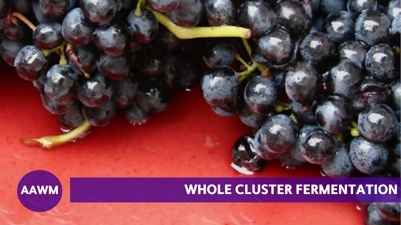 Unlocking the Secrets of Whole Cluster Fermentation: Tips from Winemaker Todd Hamina