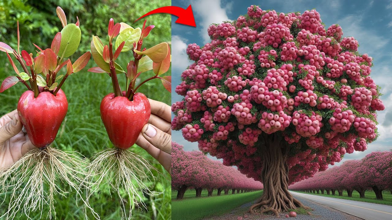 Amazing a new method of how to plant Java apple trees from fruit | Grafting Java apple tree