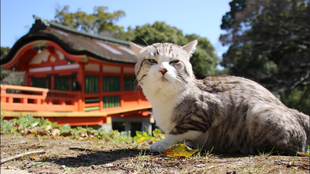 旅猫 ニャン吉の人間の歳に換算して83歳(16歳9ヵ月)記念Live😸