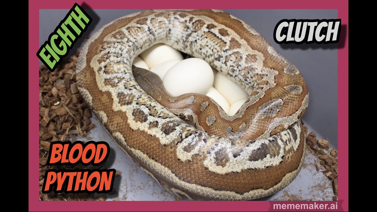 Druid x Pollen Blood Python Clutch!
