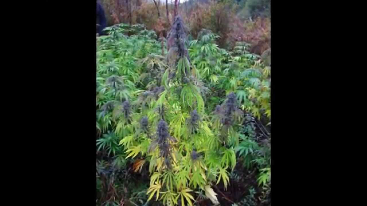 Colorful Cannabis Flowers