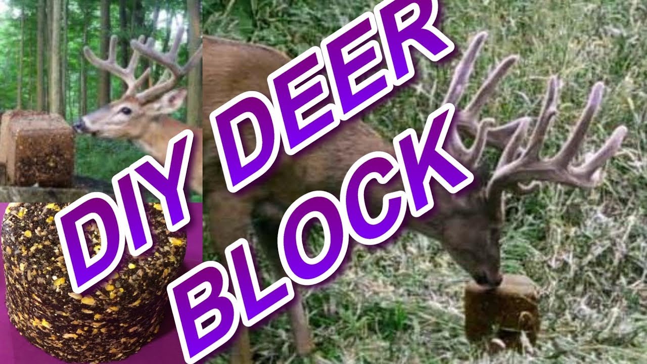 Блоки для оленей своими руками: легко изготовить твердый кормовой / минеральный блок