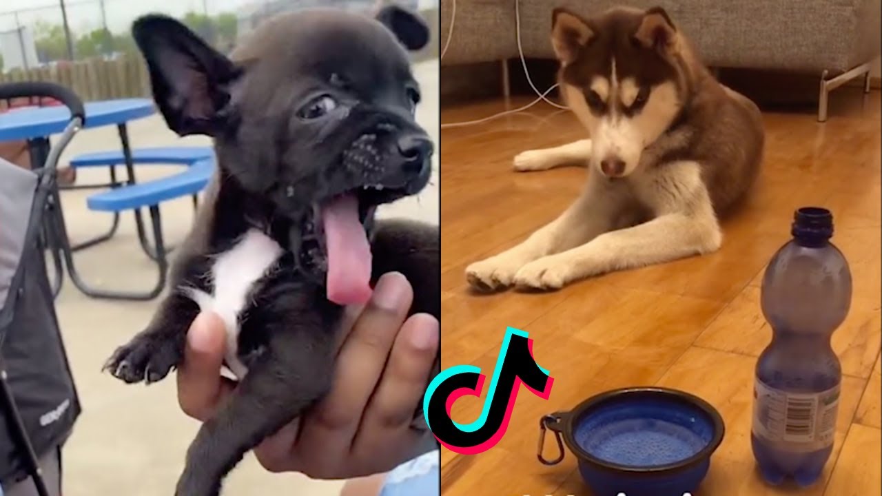 Giving SPARKLING WATER to my Dog | SPOILER ALERT: they don't like it! | TIKTOK COMPILATION