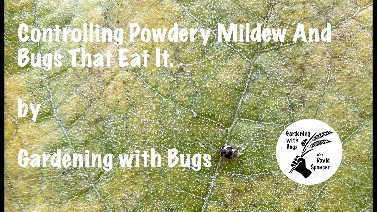 Controlling Powdery Mildew And Bugs That Eat It