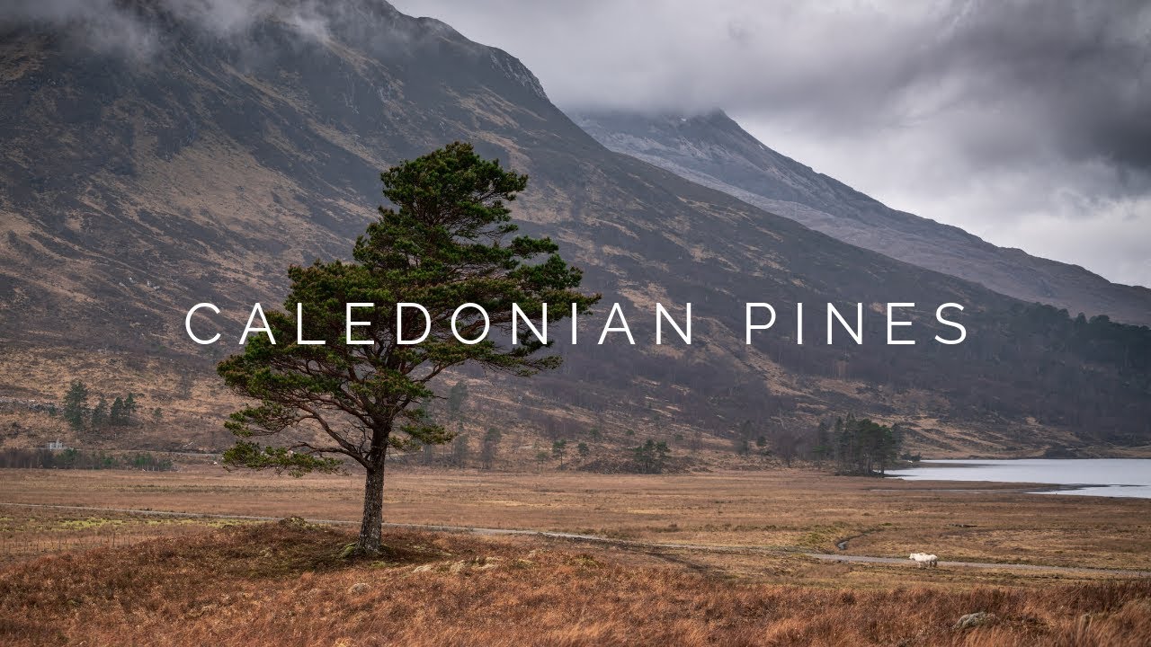 CALEDONIAN PINES | HIKING | BEINN EIGHE | TORRIDON