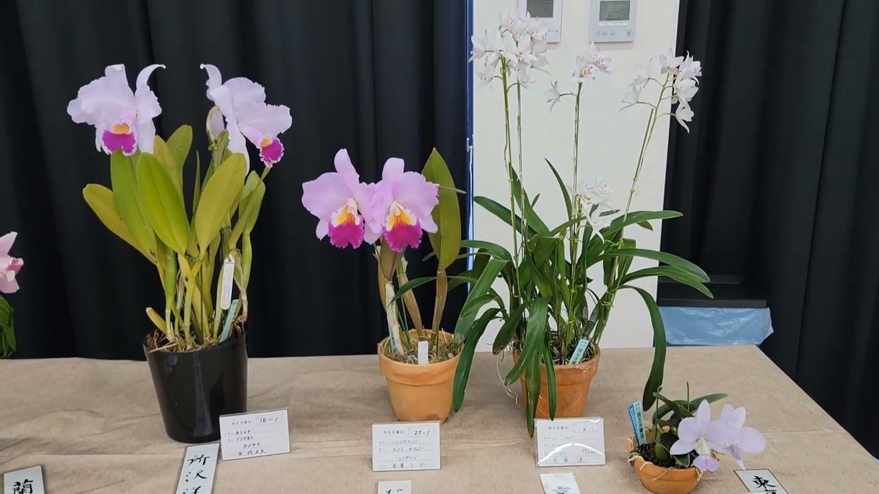 【4K】第52回 埼玉洋らん展 2026さいたま市で出会う美しい蘭たち 🚶‍♂️🌺
