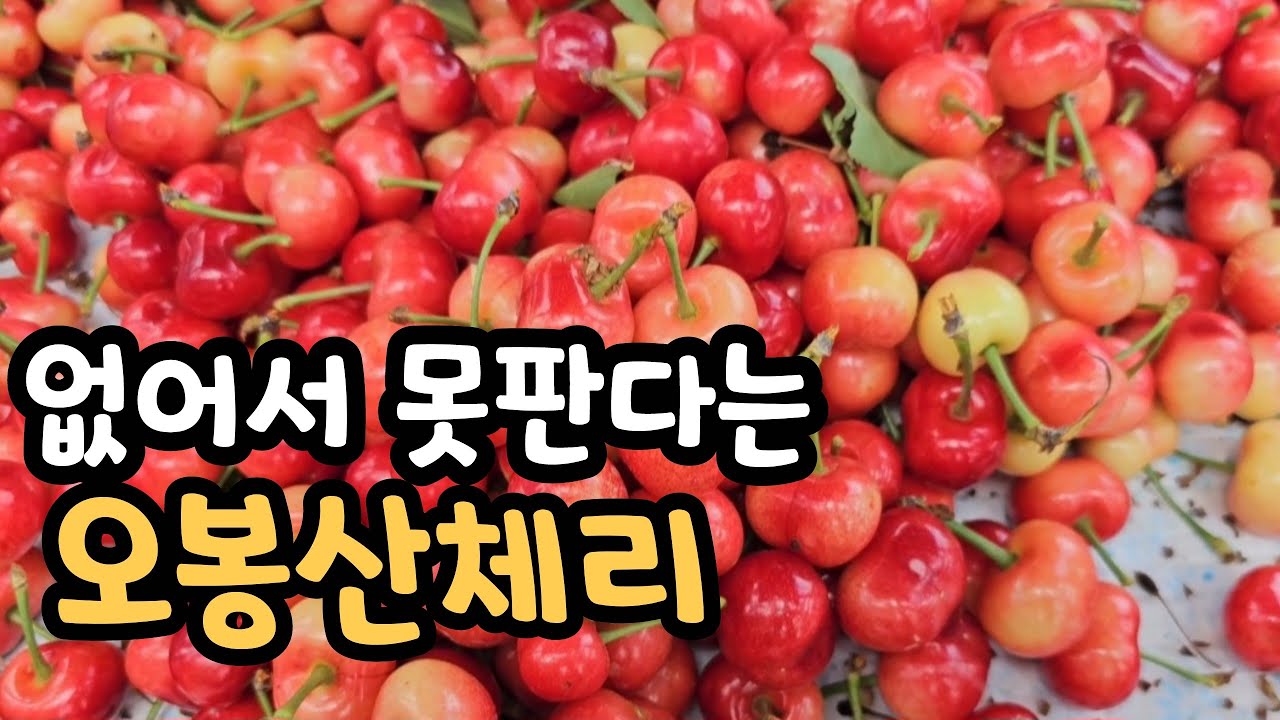 없어 못판다는 1600평 체리농장!! 당도 최고 높기로 유명 [오봉산체리]