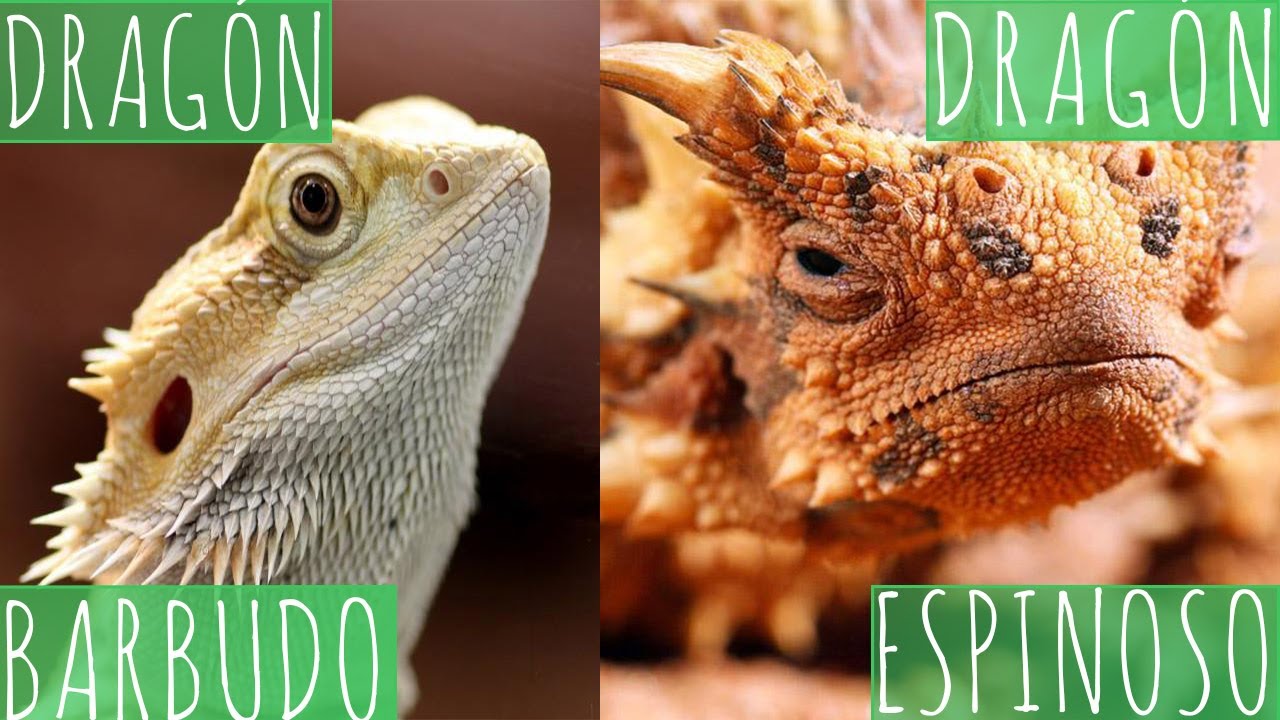 DRAGON BARBUDO Y DRAGON ESPINOSO