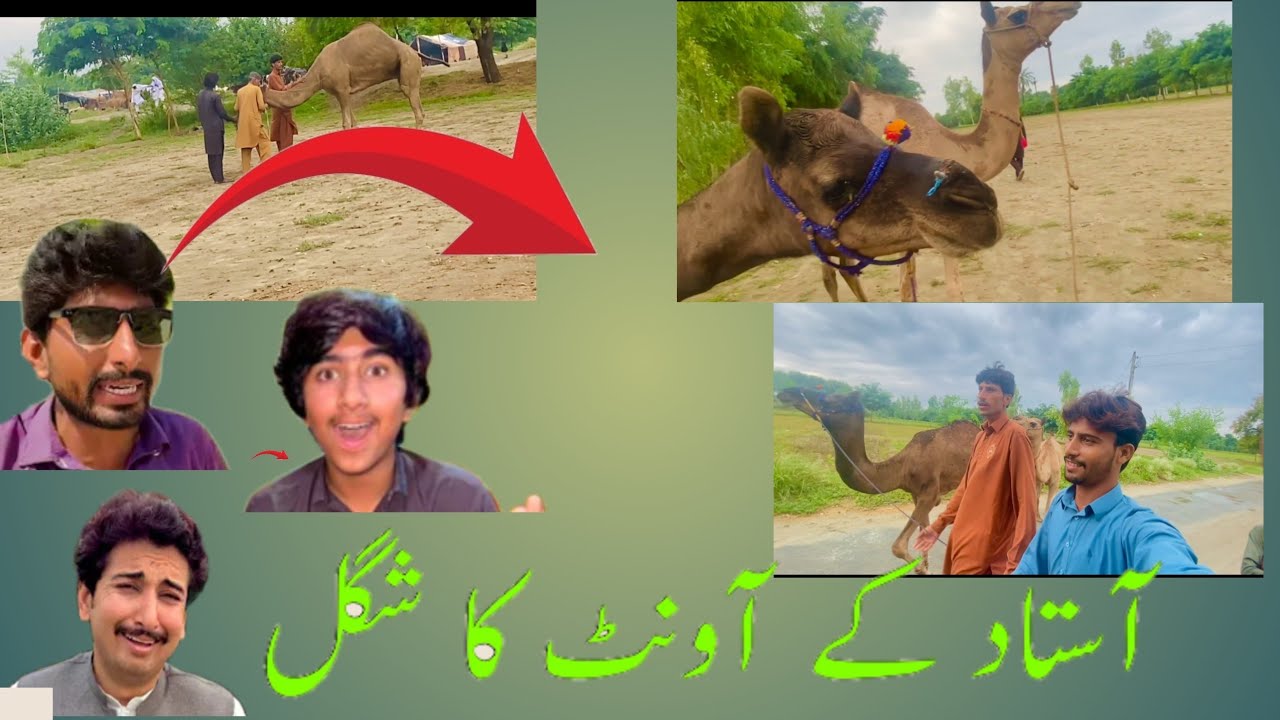 Ustad ke unt ka sugal