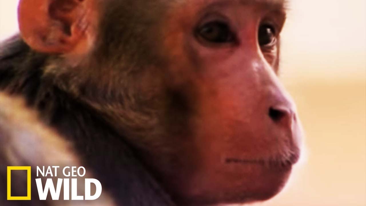 Les singes errants d'Inde