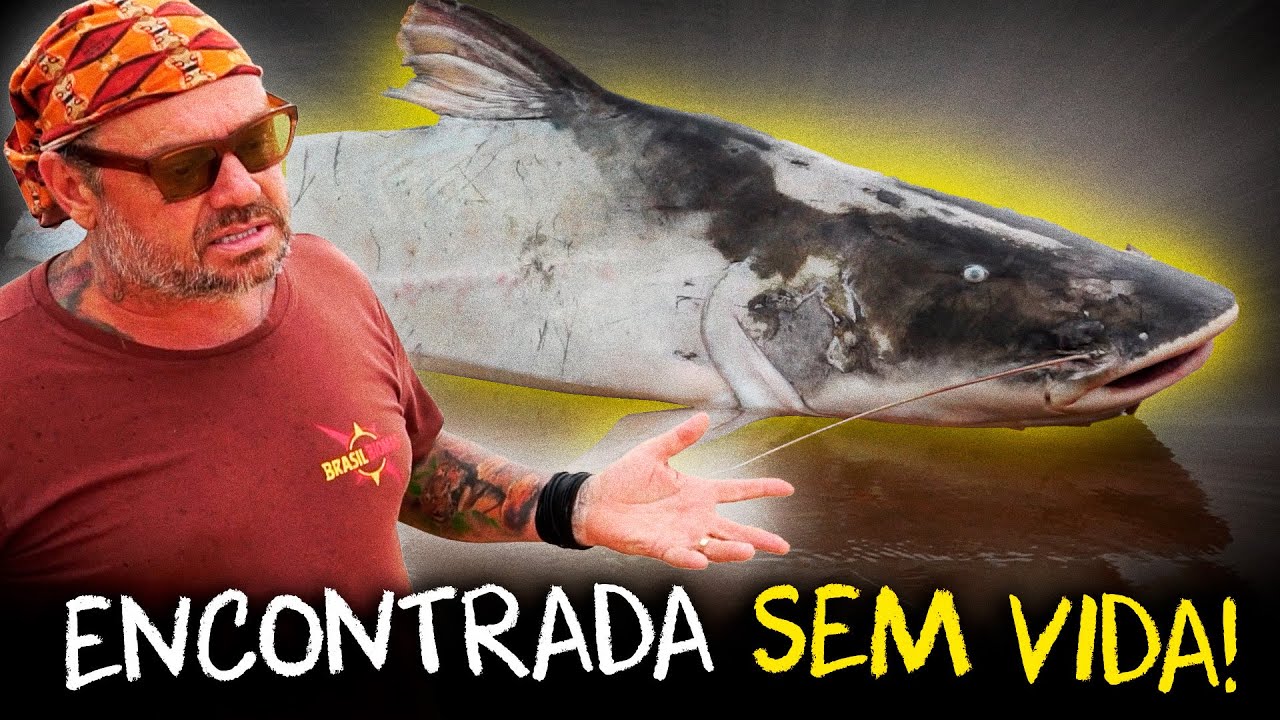 PIRA&Iacute;BA: O GIGANTE DO RIO ARAGUAIA EM PERIGO?