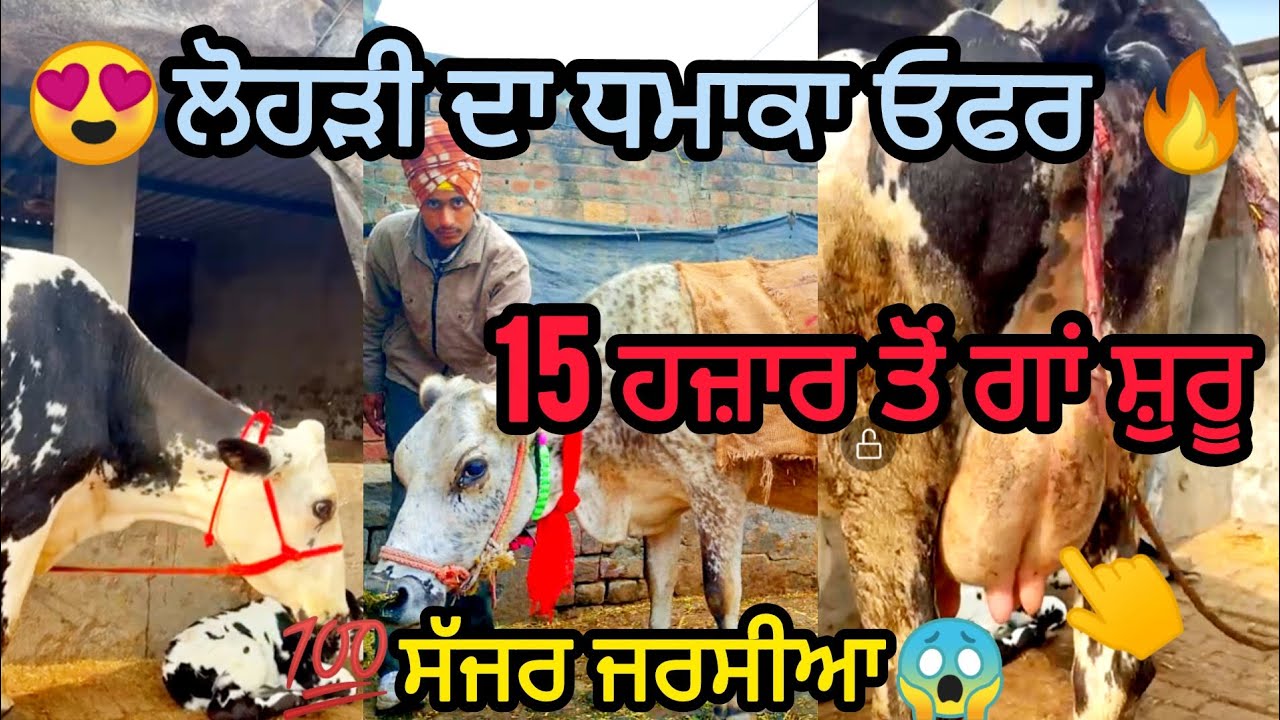 📞ph:9781685435 💯15ਹਜਾਰ ਤੋਂ ਗਾਂ ਸ਼ੁਰੂ 😱ਲੋਹੜੀ ਦੇ ਆਫਰ ਸੱਜਰਾ ਜਰਸੀਆਂ ਸੰਦੀਪ ਵੀਰ ਕੋਲ#cow #farming #salecow 