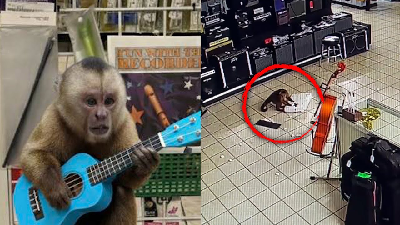 Monkey Causes Havoc After Breaking Into Tennessee Pawn Store
