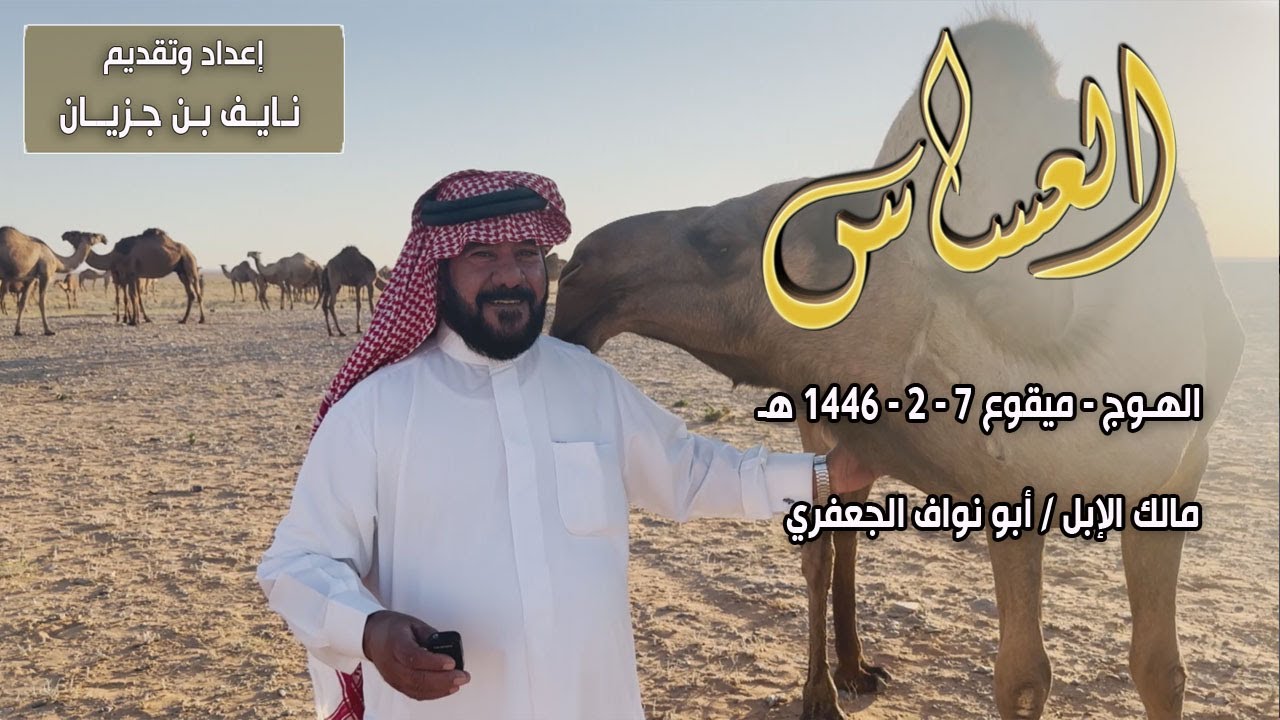 برنامج العساس | الهـوج - ميقـوع | مالك الإبل / أبو نواف الجعفري 7-2-1446هـ