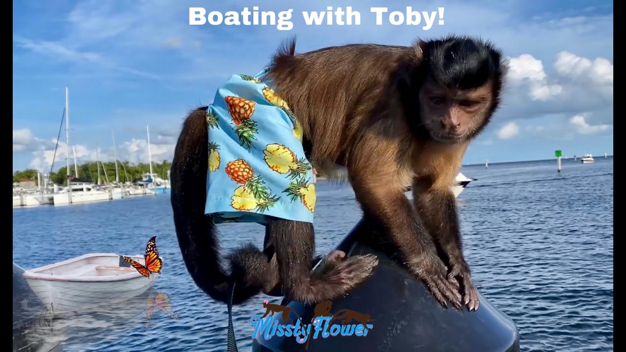 Monkey Toby goes boating and loves it ❤️🐒 find out where he hides when the boat is going fast! 🤪❤️