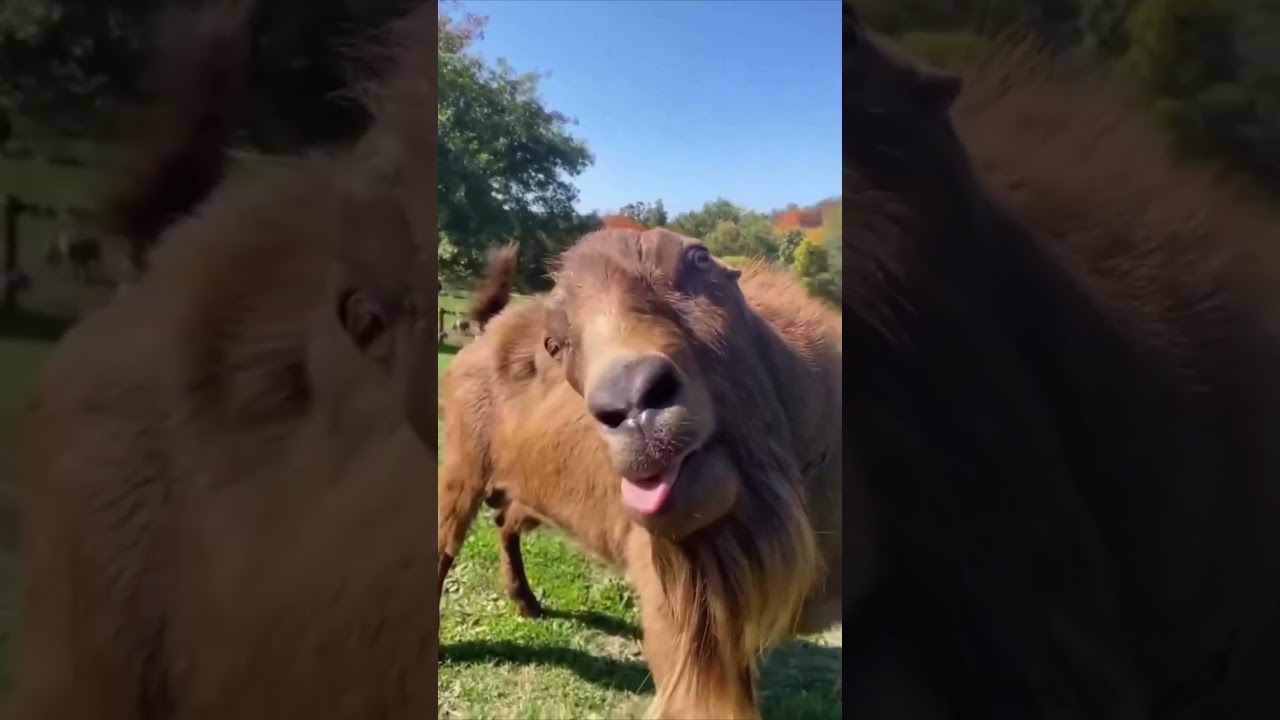 Cute Little Girl Riding a Magic Horse 🐴✨ | Funny Baby Shorts