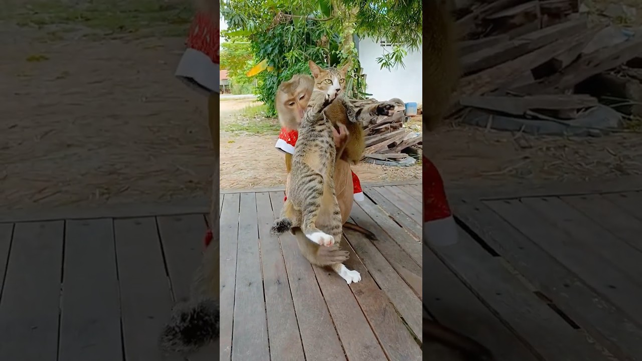 You Won't BELIEVE How Gentle This SokYaa Is While Grooming Cat