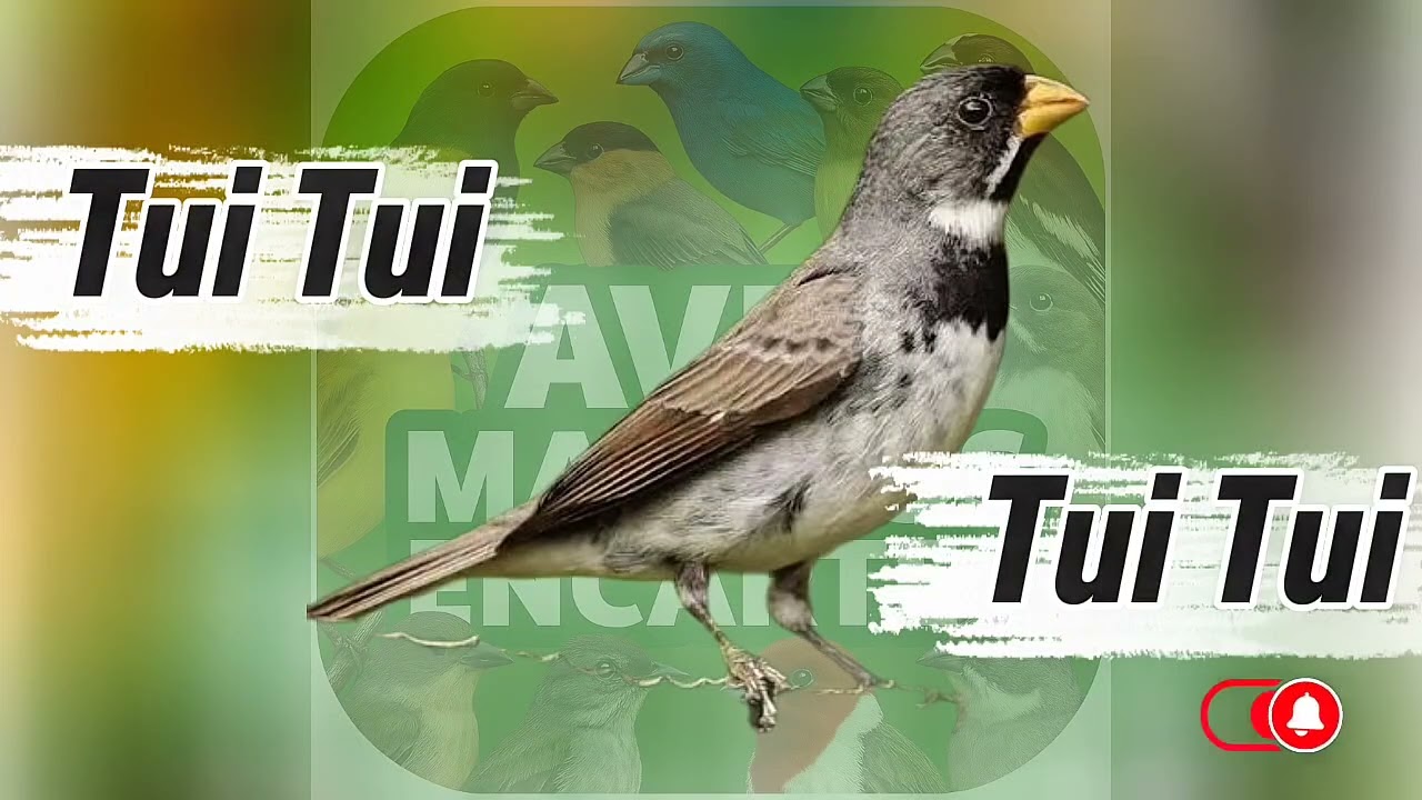 Encarte Tui Tui Coleiro Papa Capim