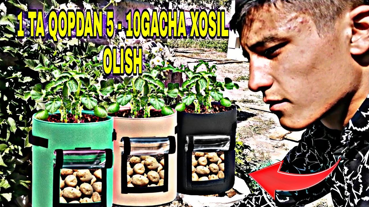 QOPDA KARTOSHKA YETISHTIRISH SIRLARI [КОПДА КАРТОШКА ЙЕТИШТИРИШ