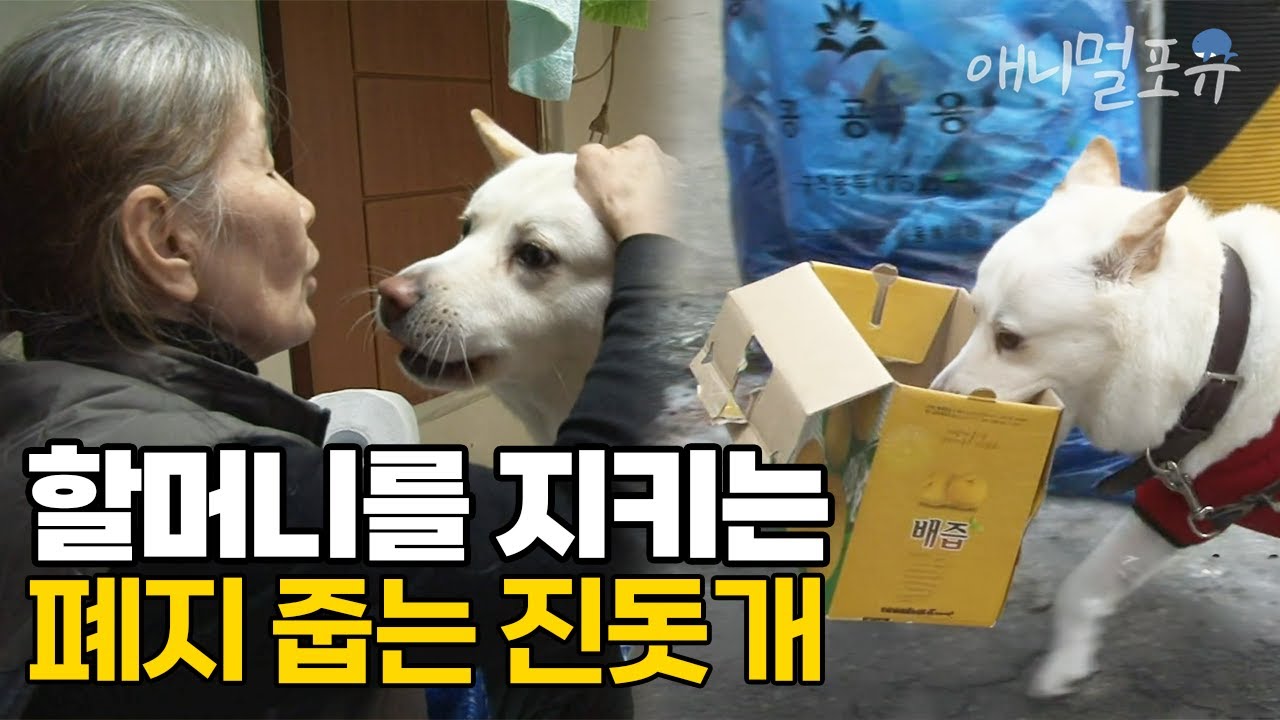 할머니를 위해 폐지 줍는 효자견 백구와 따뜻한 할머니 사랑 I KBS 굿모닝 대한민국 1301117 방송