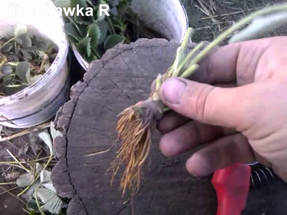 Обрезка саженцев клубники перед посадкой