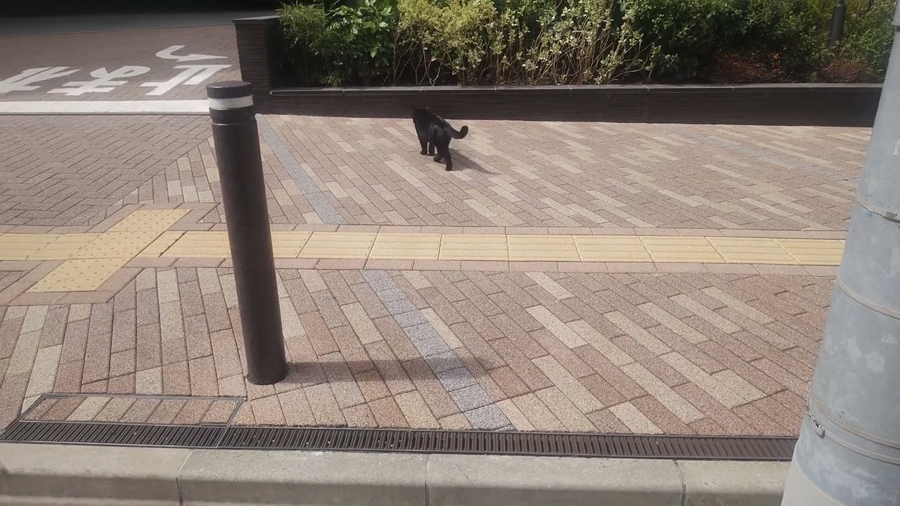クロネコ
