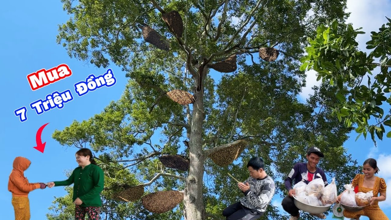Trở Lại Cồn Mua Cây Sao 7 TRIỆU ĐỒNG Nhiều Tổ Ong Khủng. Buy Star Tree 7 MILLION VND Many Beehives