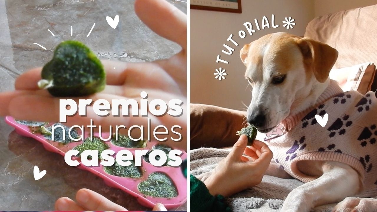 DIY Premios PARA PERROS en forma de corazón💚 I Receta Natural 🐶