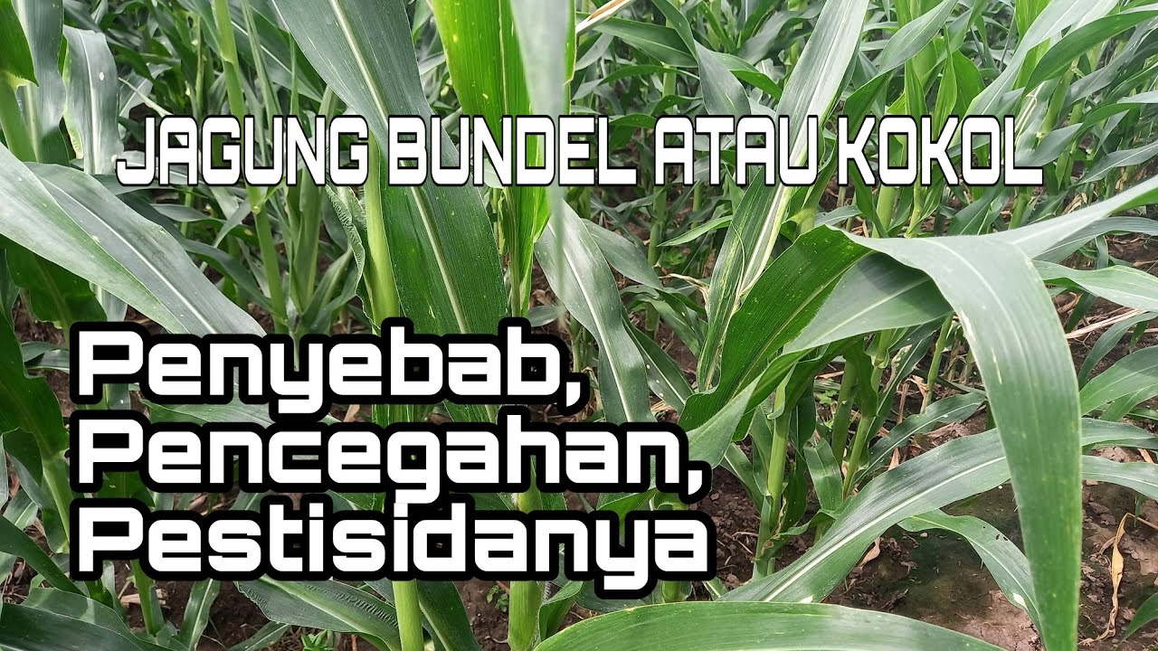 Cara Mengendalikan Jagung Bundel atau Kokol (Penyebab dan Cara Pengendalian)