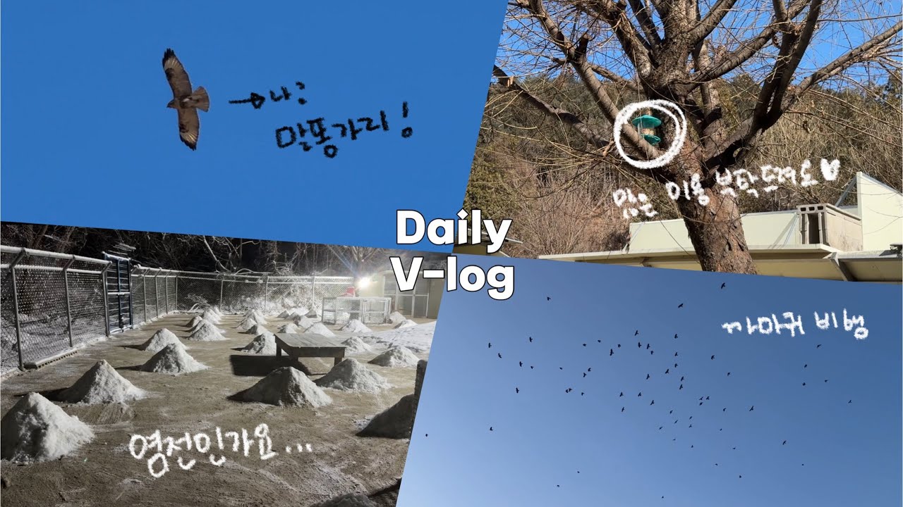 #168 ) vlog | 눈 치우기라 쓰고, 염전이라 읽는다. | 새들의 비행 | 까치 까치 | 시골 강아지들의 일상