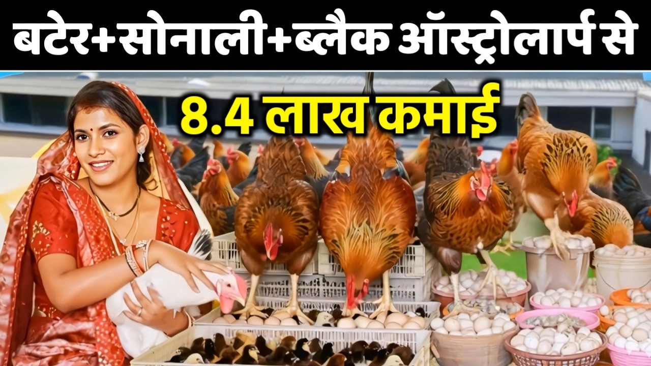 बटेर+सोनाली+ऑस्ट्रेलॉर्प: 8.4 Lakhs कमाने का New Formula 🎯 Chhattisgarh Success Story