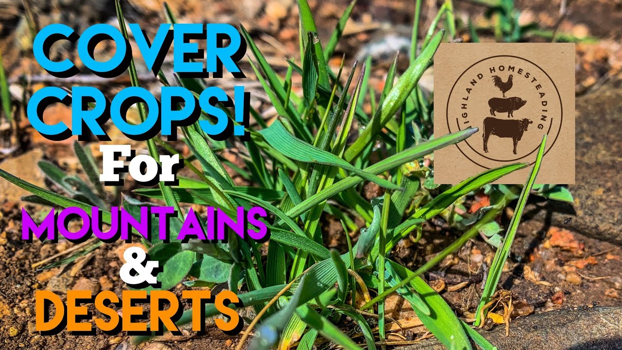 Cover Crops for Mountain & Desert Homesteading