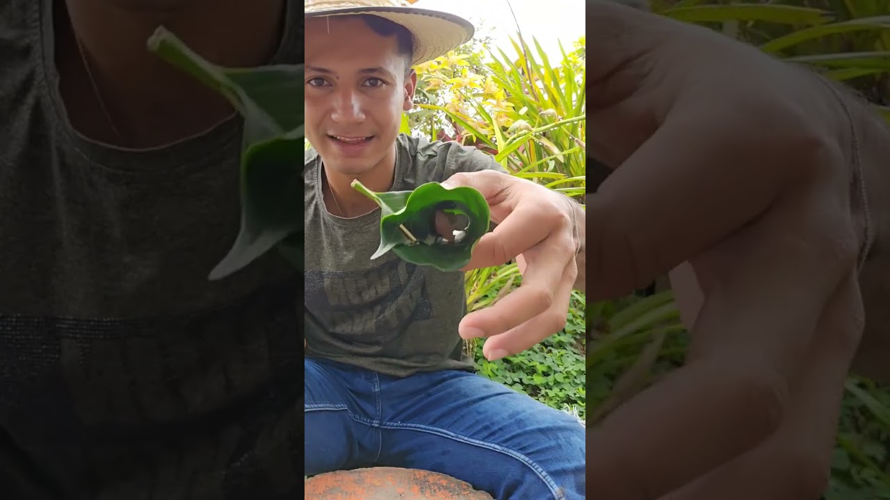 Atrape una gallina con una hoja 😮🍃 &iquest;Que opinan ustedes?#Campo #DiegoDiaz