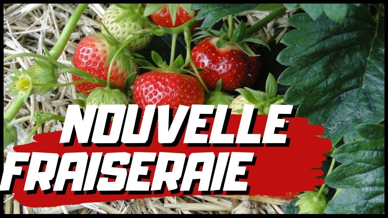 nouvelle fraiseraie