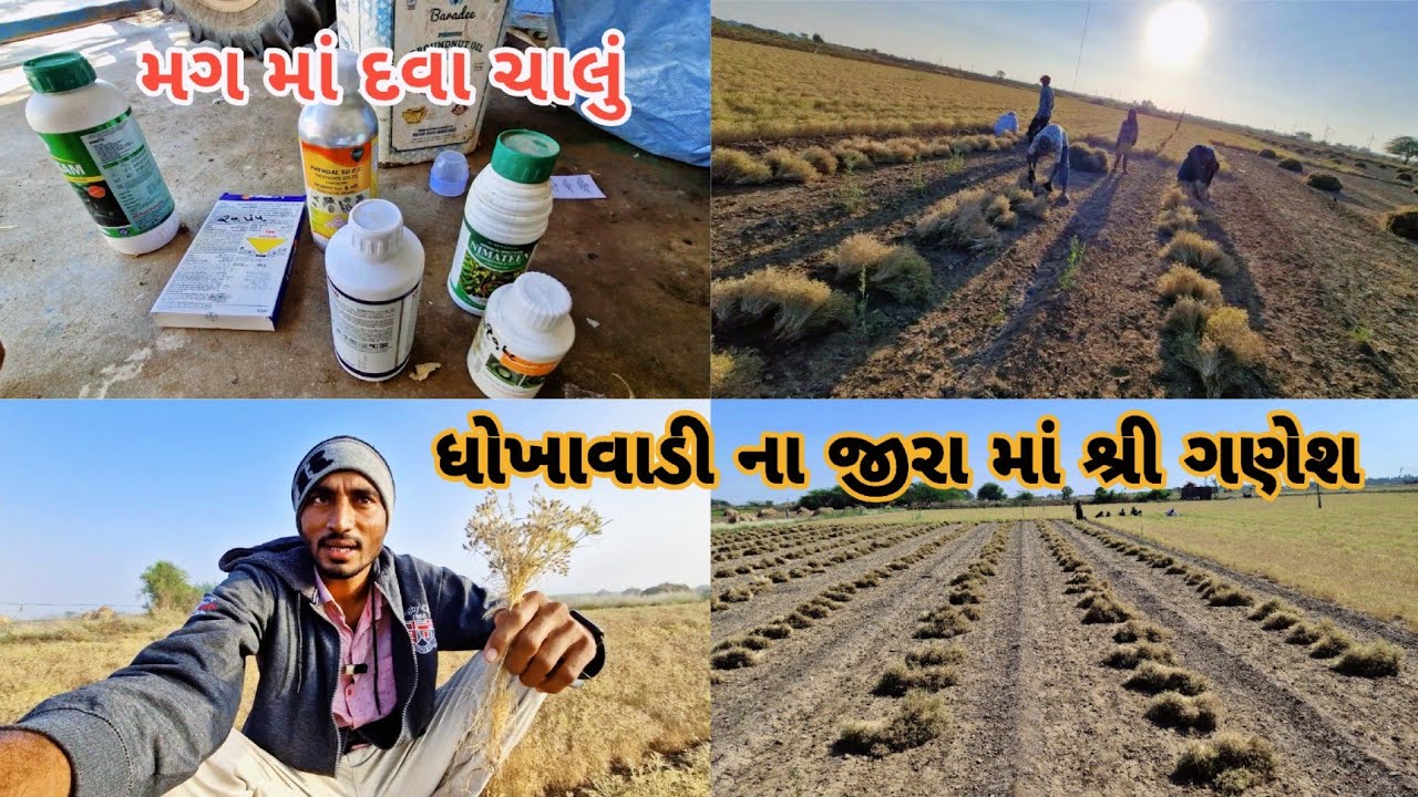 ધોખાવાડી ના જીરા માં શ્રી ગણેશ|| farming life 