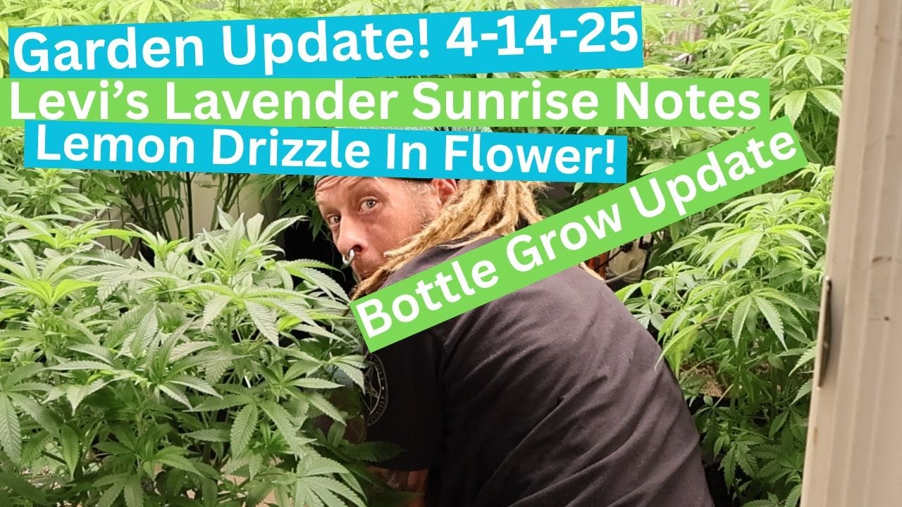 Garden Update! HST, lavender sunrise notes, lemon drizzle 2 weeks before harvest!