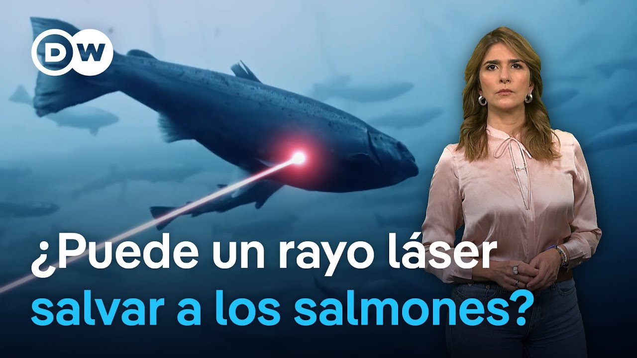 La industria del salmón busca en la tecnología la solución a la alta mortalidad de los peces