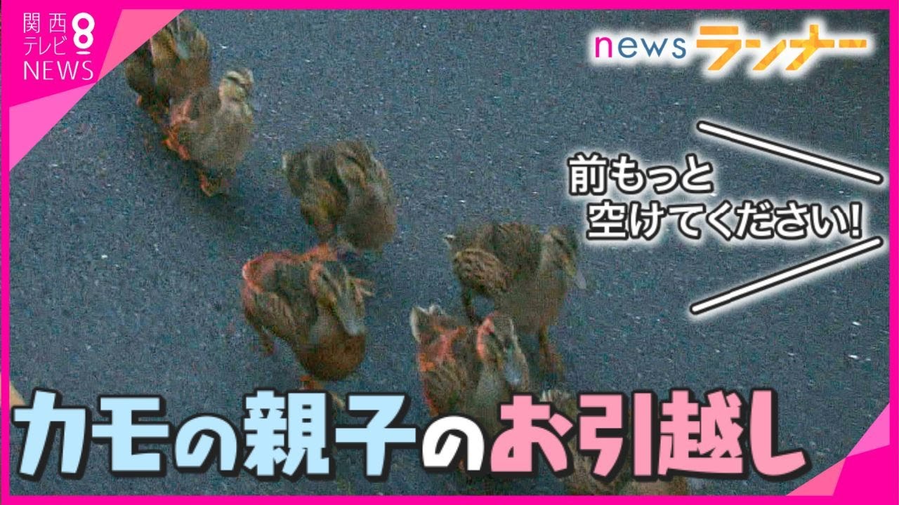 【密着】産んだ卵が食べられた…京都で恒例「カモ親子の引っ越し」に危機　住民も警察官も巻き込む大移動に密着【関西テレビ・newsランナー】