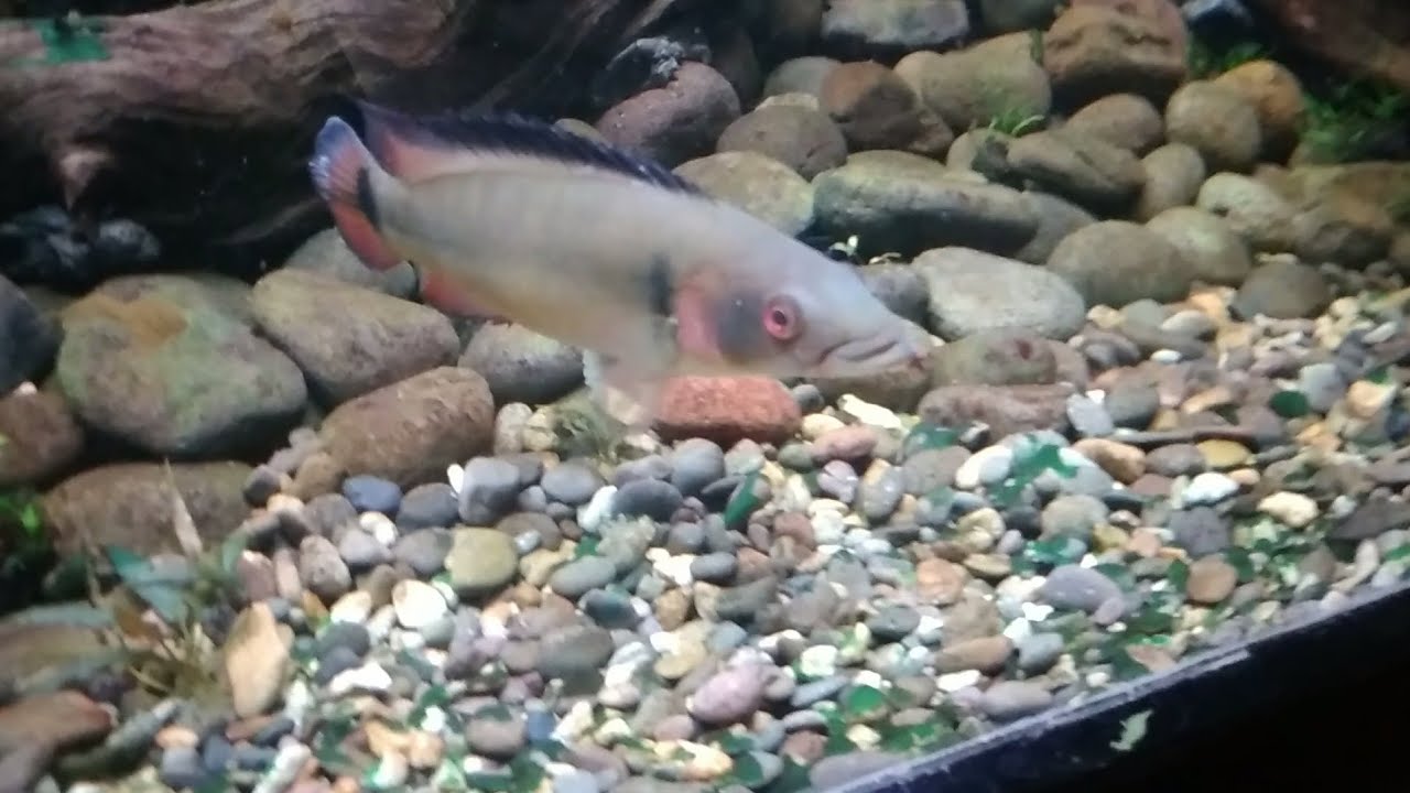 BERBURU IKAAAN 🐠🐟🐡