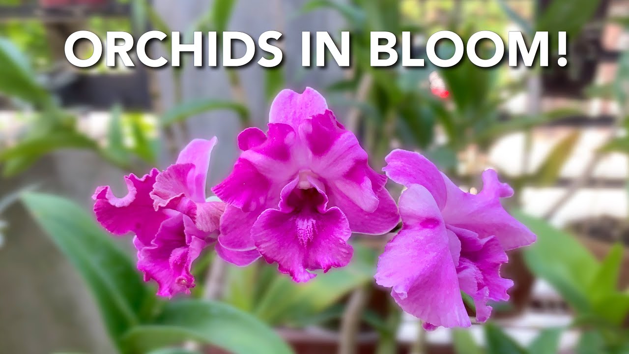 CATTLEYA, ONCIDIUM, PHALAENOPSIS HYBRID & SPECIES AND DENDROBIUM ORCHIDS IN BLOOM | THRIPS IN ORCHID