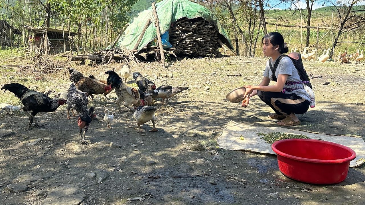 Single mother Ly Tieu Me makes feed from corn to raise chickens and ducks