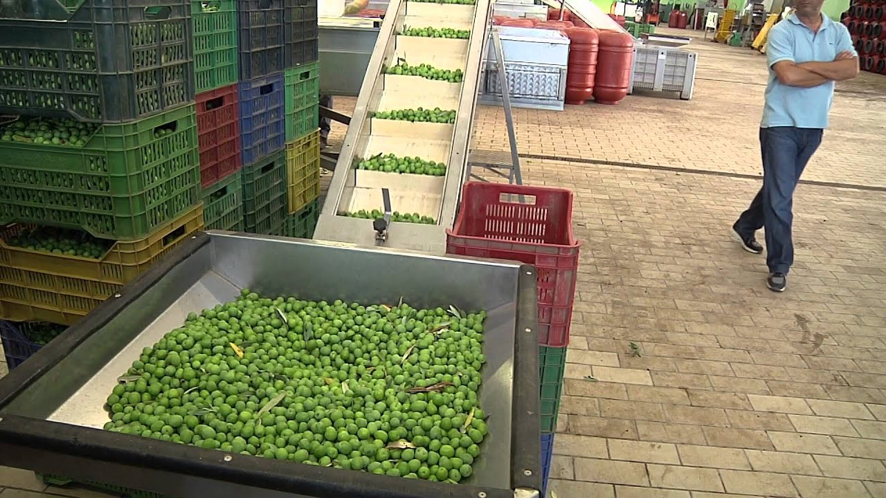 Nocellara del Belice. Olive da tavola