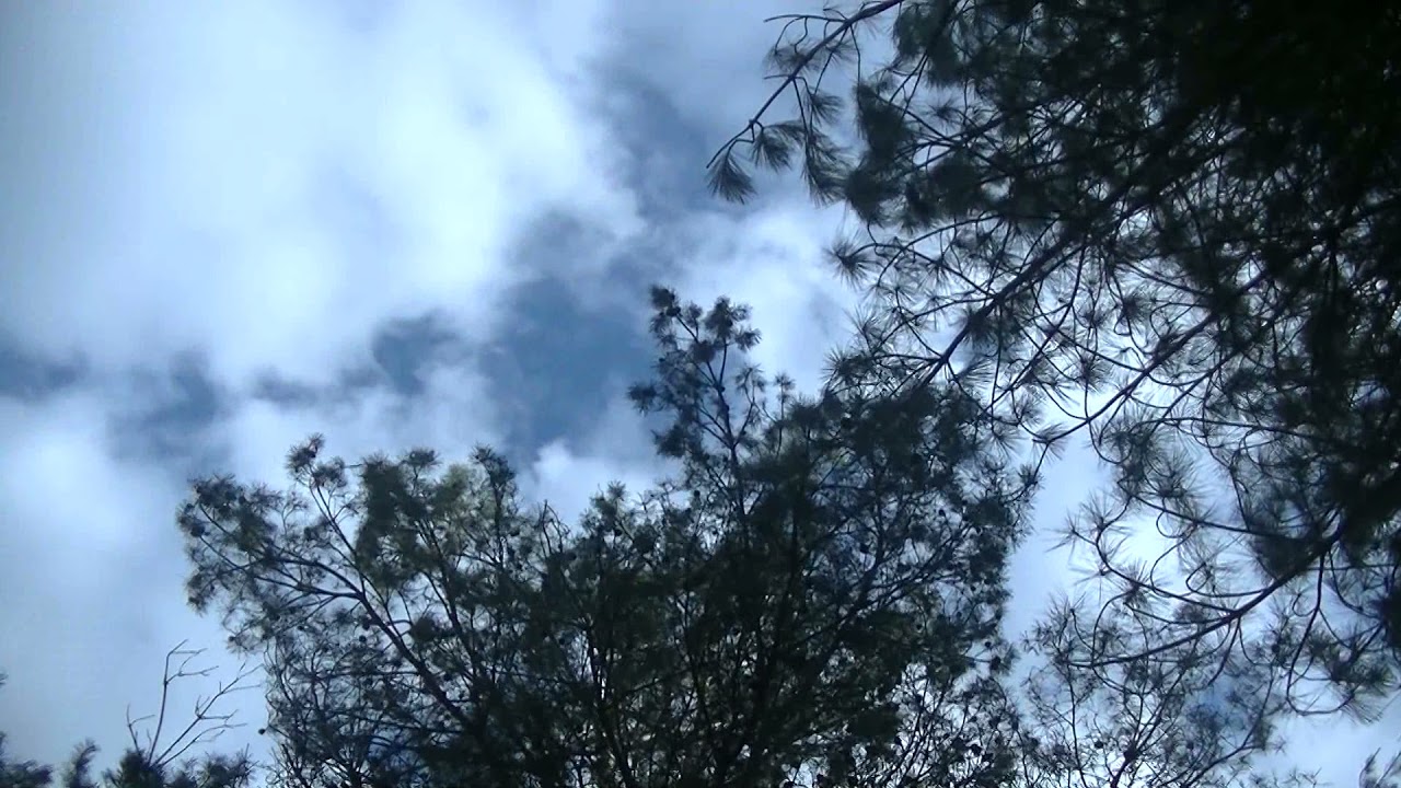 Upper Hollesley Common and Tangham Forest Walk