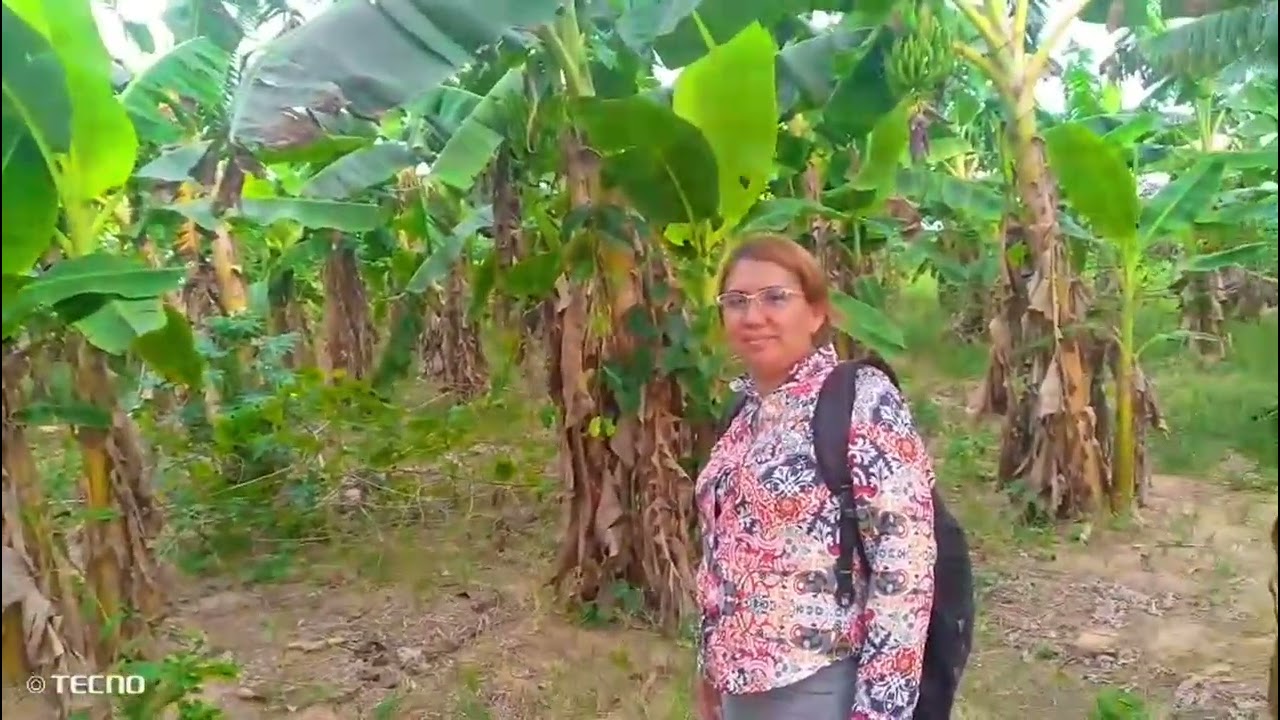 EL NARANJAL DE MARICUCHAY DE LA PARACUCHAY¡