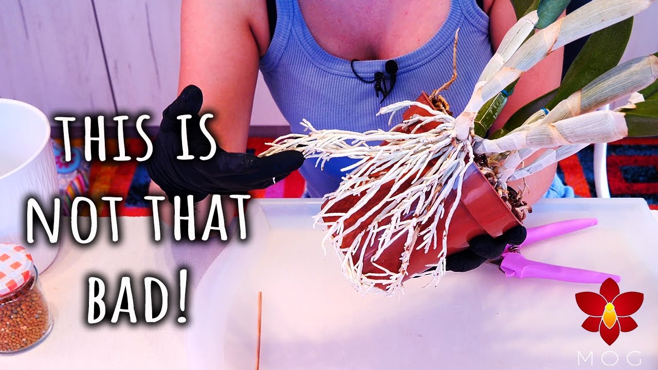 How I repot an overgrown Orchid - The easy way!